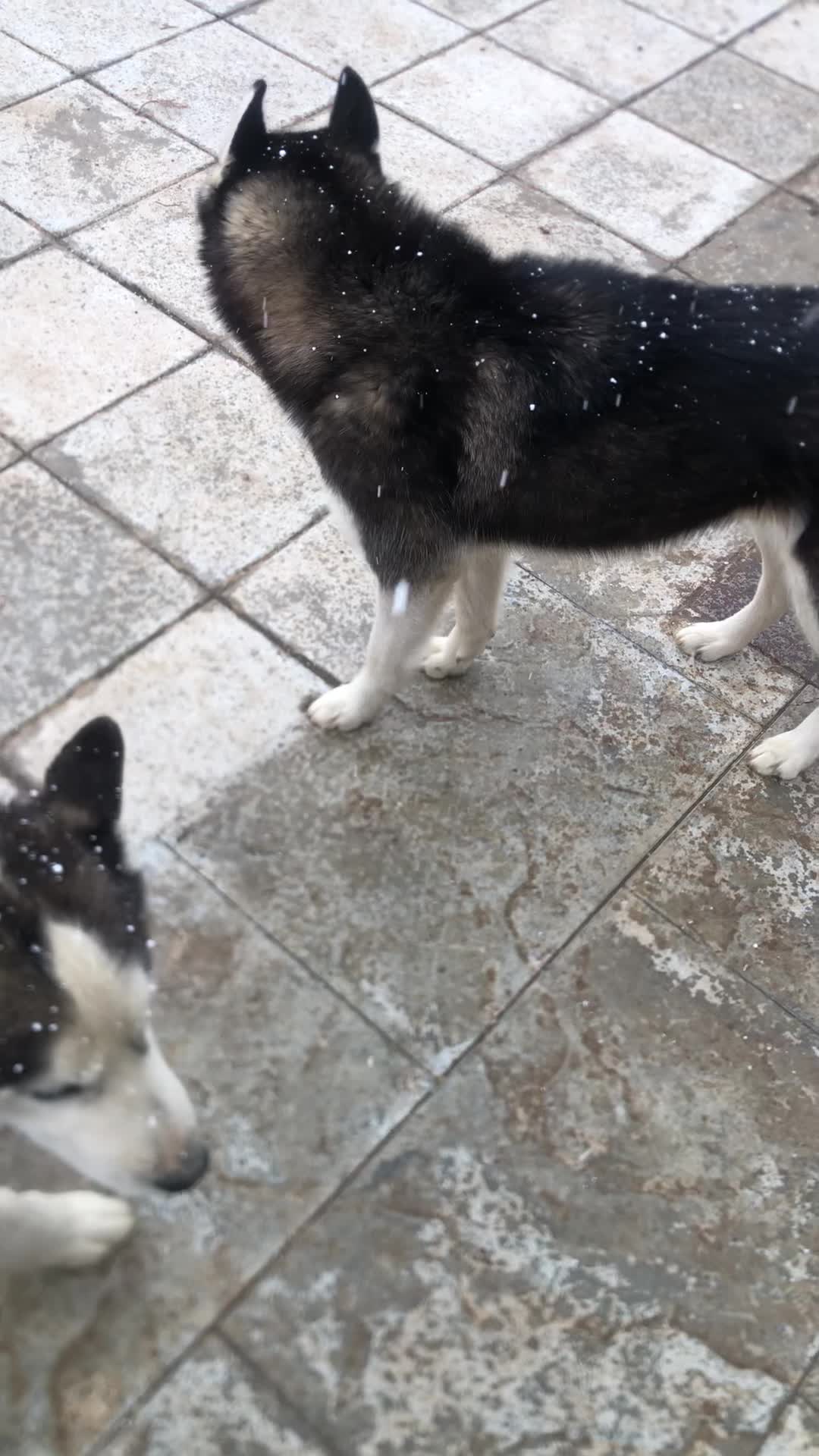 واگذاری هاسکی نر و ماده عقیم شده|سگ|آبعلی, |دیوار