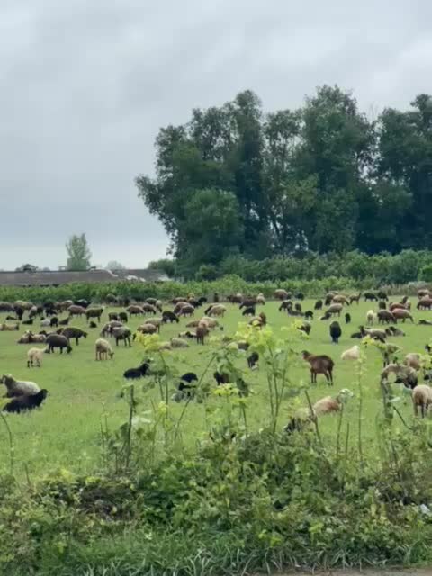 زمین آمل خشکرود|فروش زمین و ملک کلنگی|امامزاده عبدالله, |دیوار