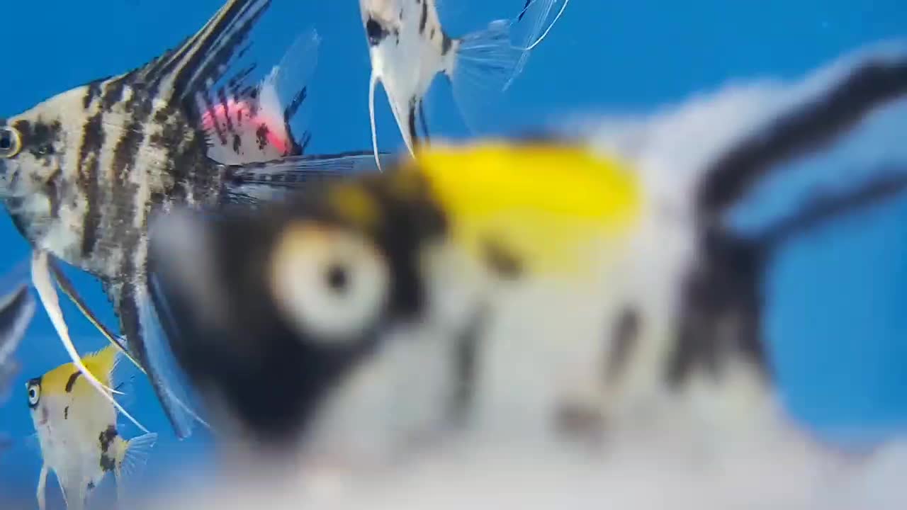 آکواریوم اروند خرمشهر|ماهی|خرمشهر, |دیوار