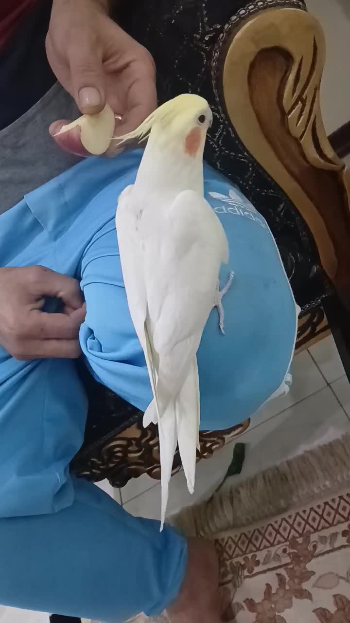 عروس هلندی|پرنده|تهران, جوادیه تهرانپارس|دیوار