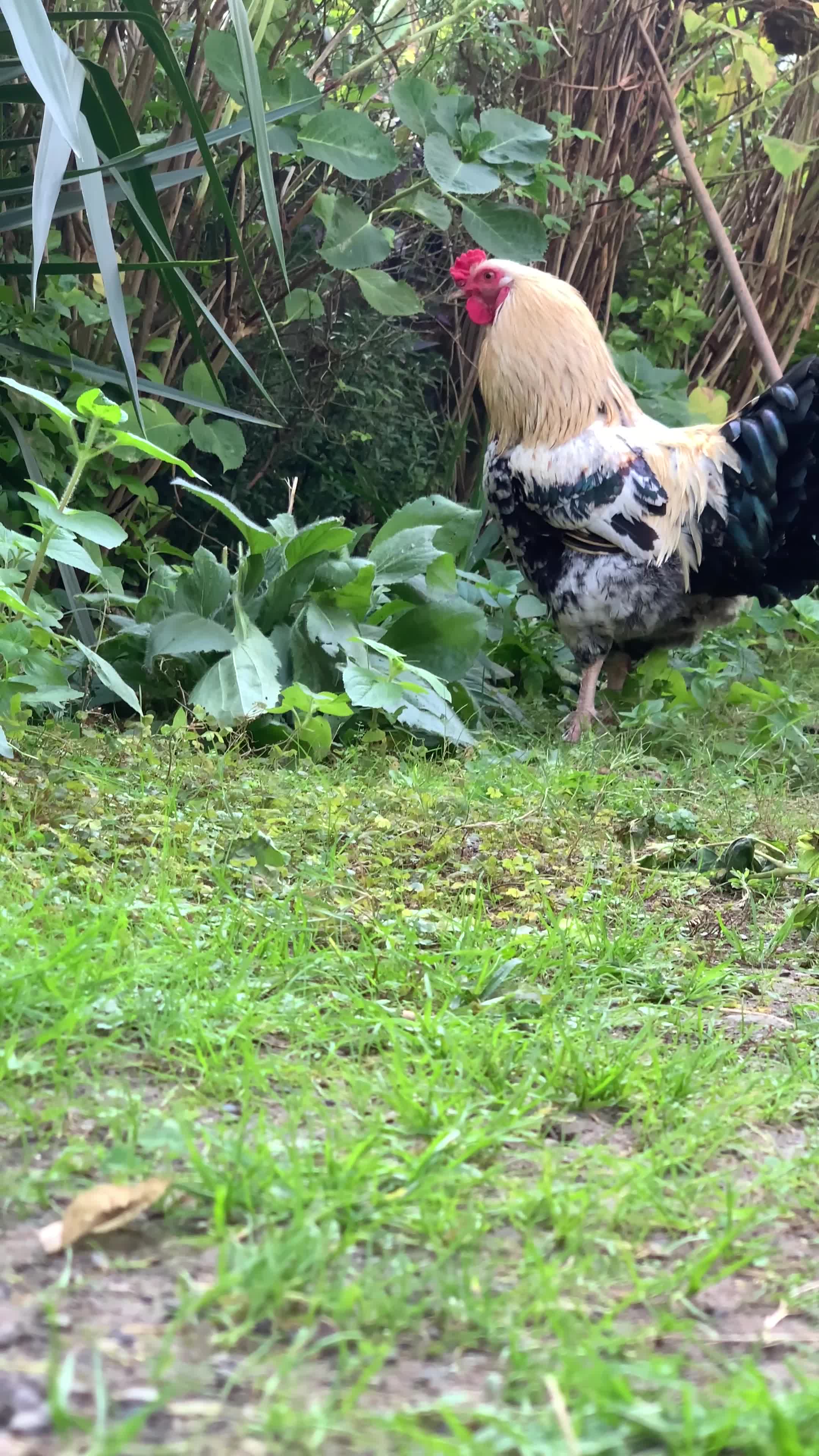 فروش خروس سرزنده|حیوانات مزرعه|کلارآباد, |دیوار