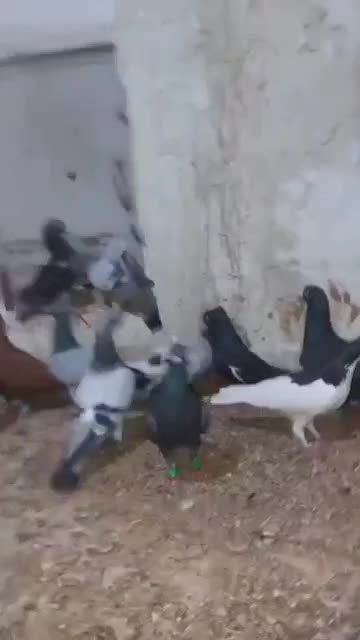 کبوتر دست کفتر زرنگ|پرنده|برازجان, |دیوار