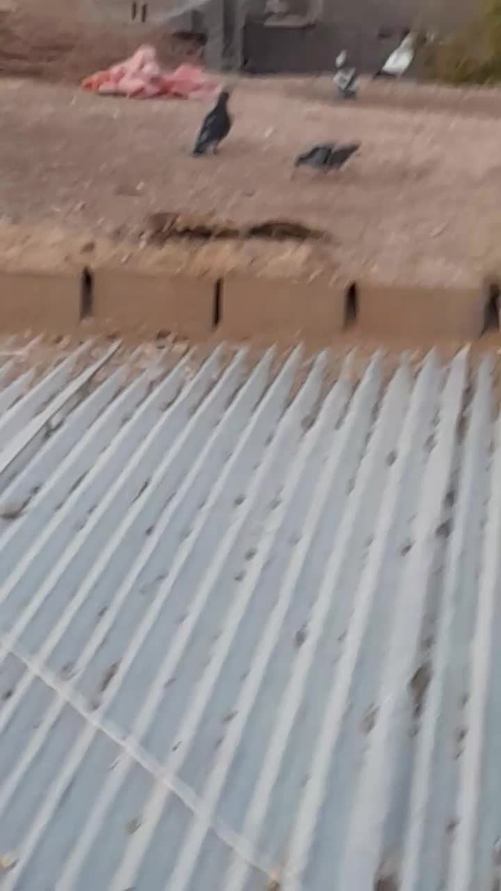 کفتر|پرنده|اسفراین, |دیوار