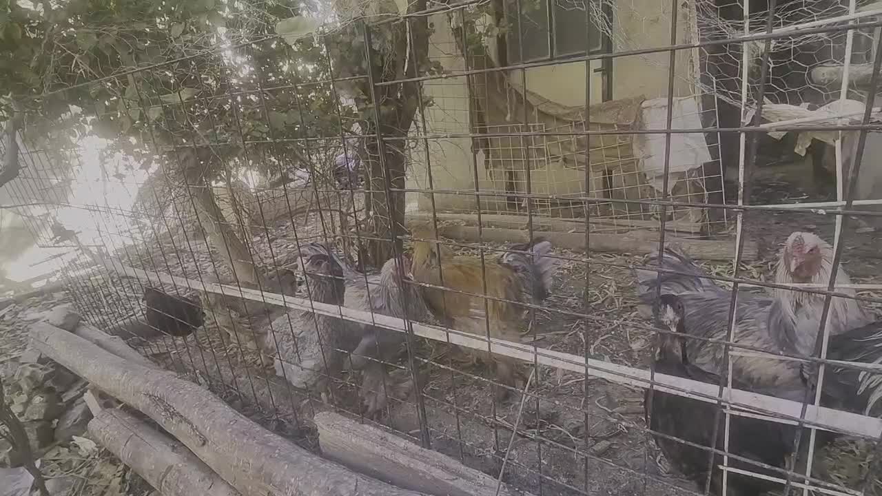 مرغ وخروس برهماامپراطور اصل|حیوانات مزرعه|رزن, |دیوار