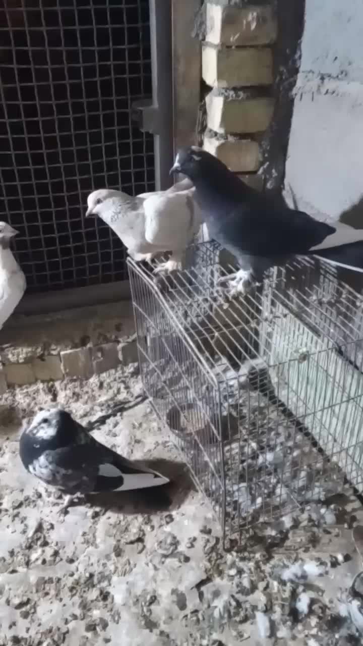 کبوتر خوب|پرنده|گندمان, |دیوار