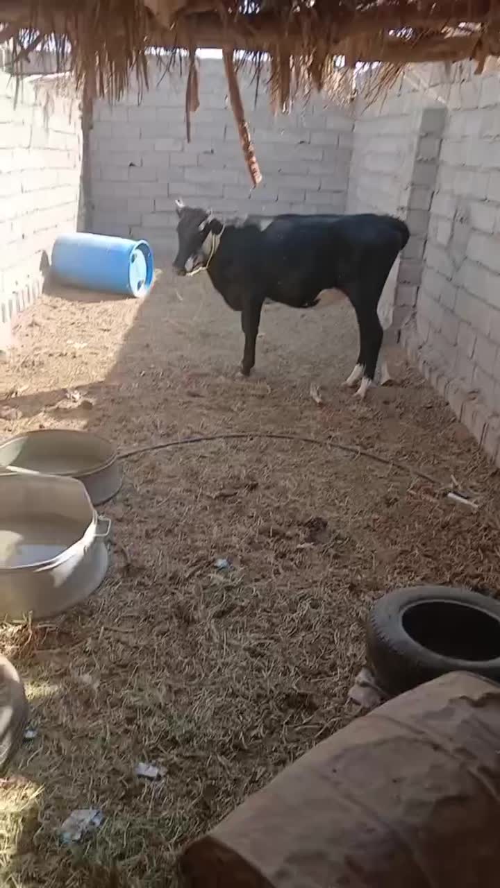 گوساله ماده روستای سکهور|حیوانات مزرعه|فهرج, |دیوار