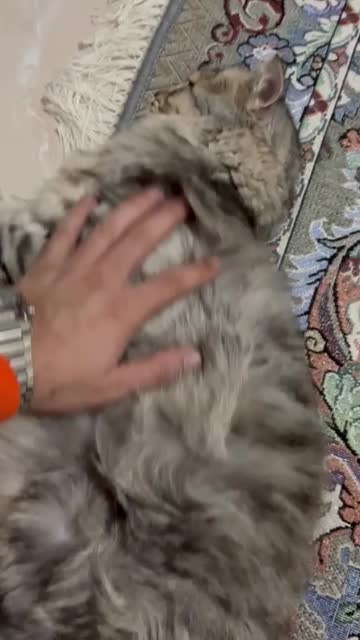 گربه نر میکس|گربه|رشت, فلسطین|دیوار