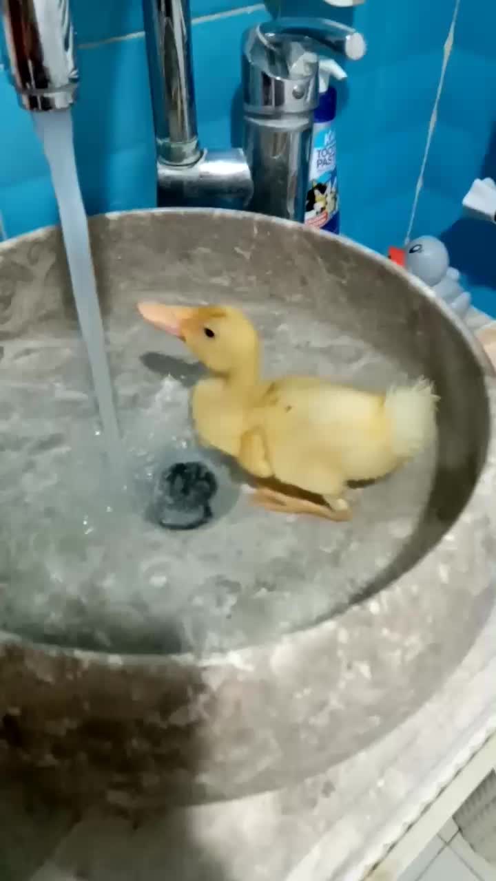 اردک|حیوانات مزرعه|اراک, |دیوار