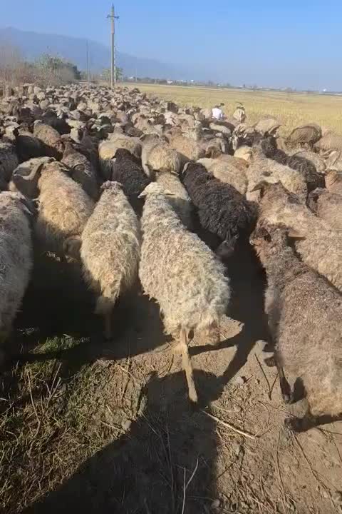 کارگر|استخدام سرایداری و نظافت|کومله, |دیوار