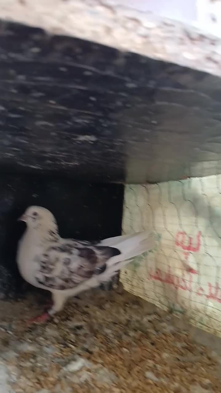 نر قلاقی ازم رفته امانت بوده|حیوانات|ملایر, |دیوار