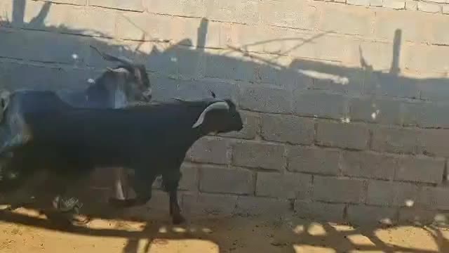 دبر بذری یا چبش|حیوانات مزرعه|داراب, |دیوار