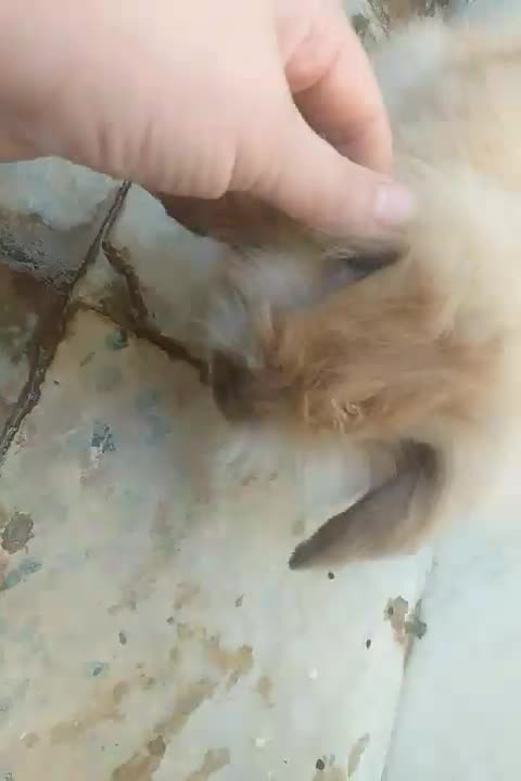 حراج بچه خرگوش لوپ اصیل و بسیار اهلی وباهوش|موش و خرگوش|دزفول, |دیوار