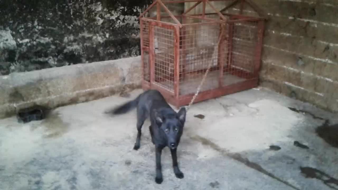 سگ ژرمن بلک.ماده7ماهه|سگ|لاهیجان, لیالستان|دیوار