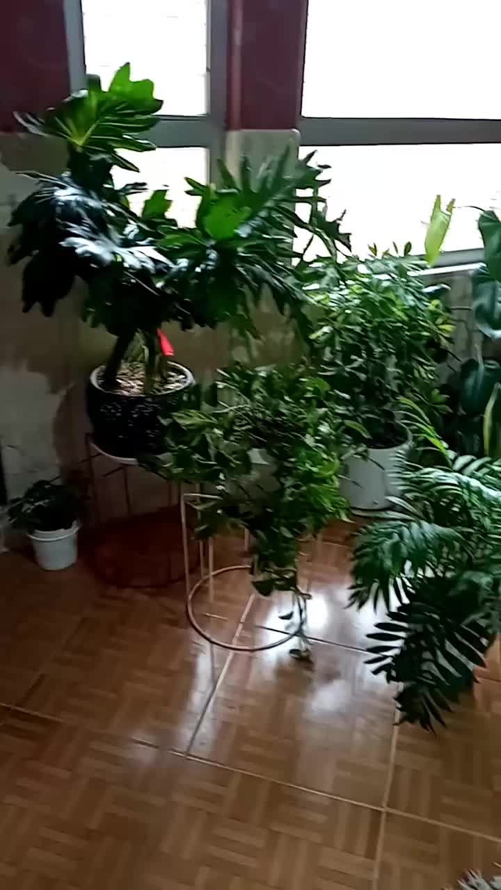 گل طبیعی|گل و گیاه طبیعی|نیشابور, گنبد سبز|دیوار