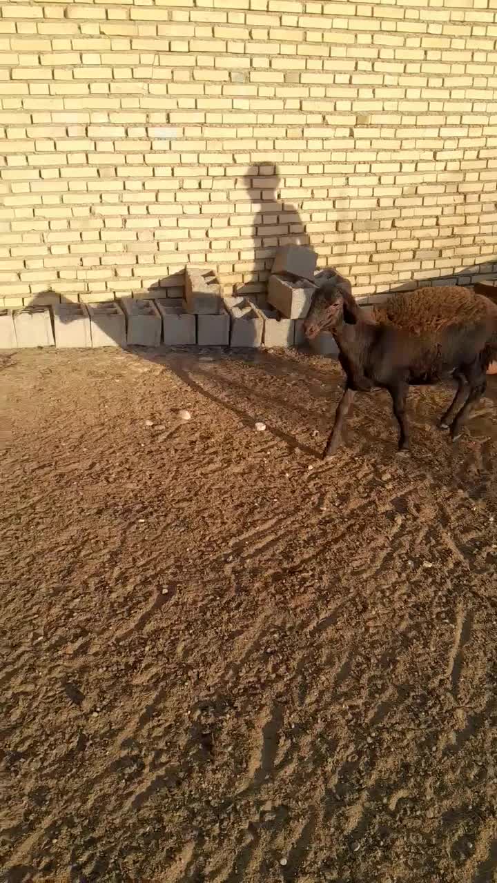 بره داشت|حیوانات مزرعه|شوشتر, |دیوار
