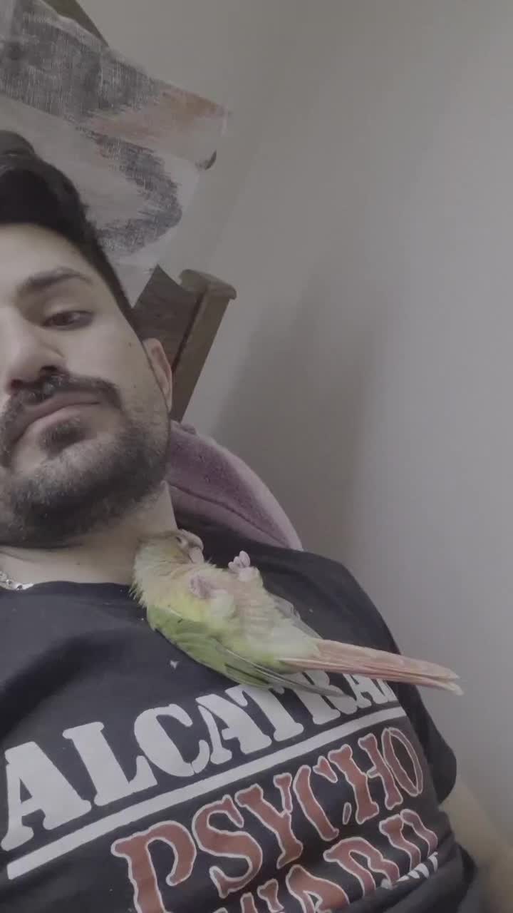 طوطی گرینچیک آنانسی دبل رد با قفس و لوازم کامل|پرنده|نکا, |دیوار