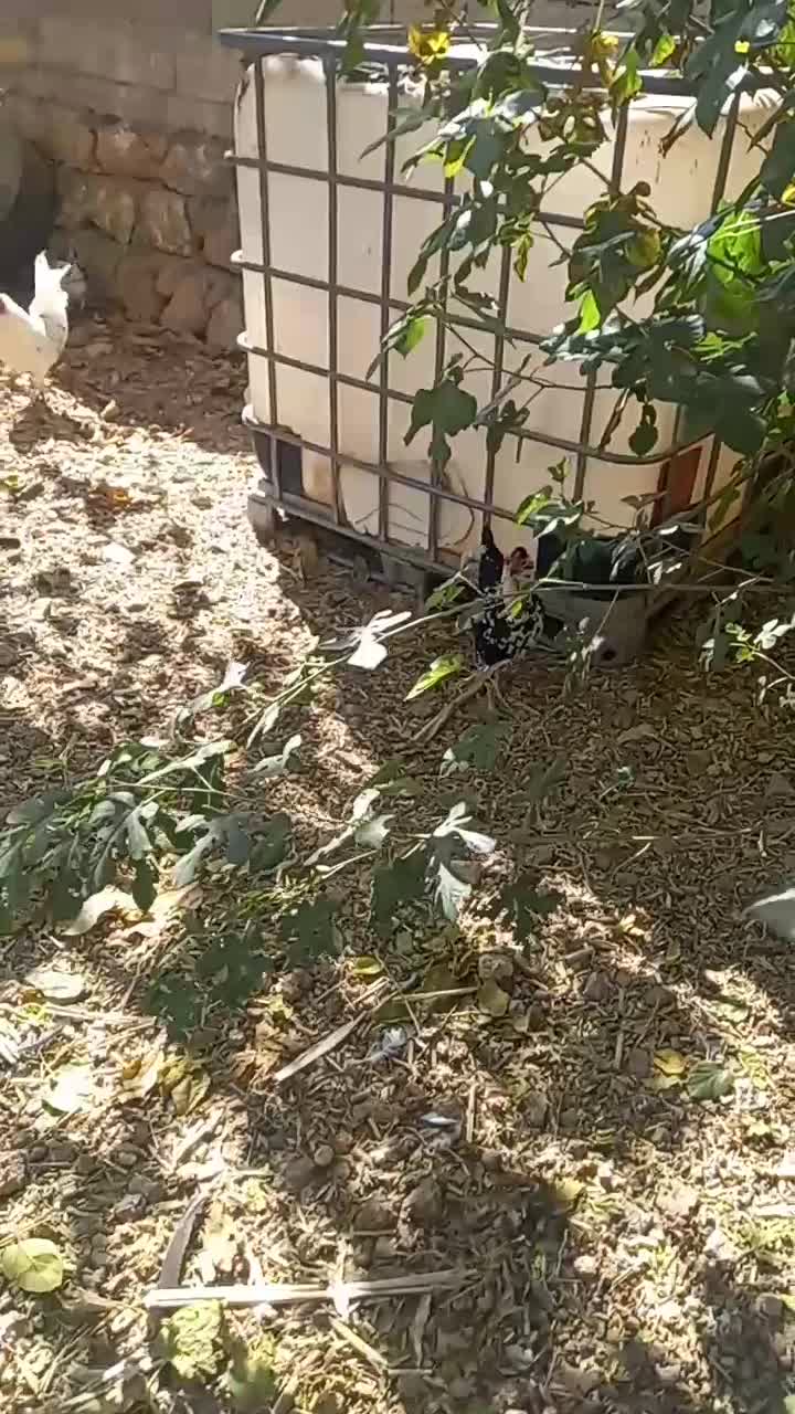 مر غ و جوجه گلین|حیوانات مزرعه|فارسان, |دیوار