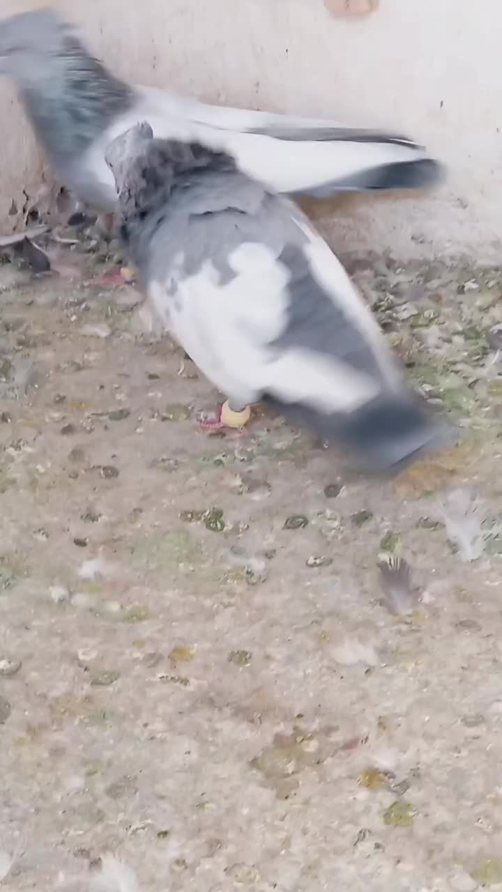 نر سینه سبز یال دم وصل|پرنده|شیراز, وزیرآباد|دیوار