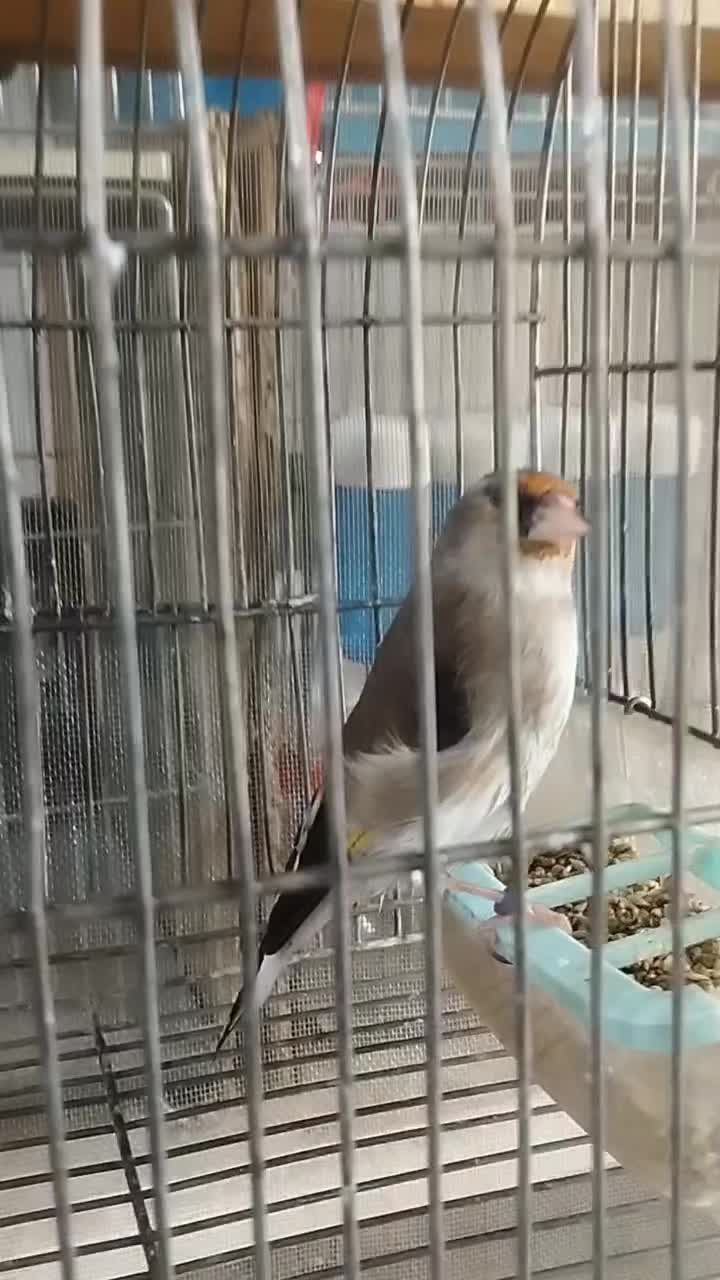 سهره سقا ماده کرمونی کارداده تضمینی ذاغسر|پرنده|کرمان, |دیوار