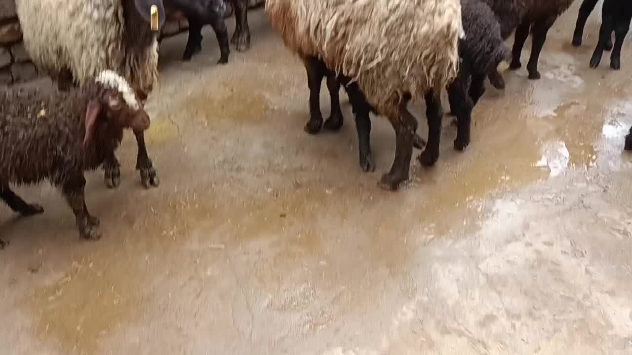 گوسفند افشار بابره خرج خوره|حیوانات مزرعه|قزوین, |دیوار