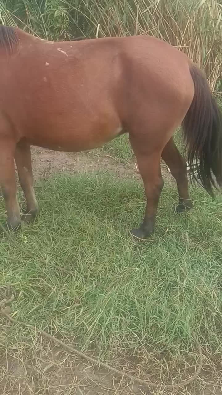 اسب ماده با کره نر|اسب و تجهیزات اسبسواری|آزادشهر, |دیوار