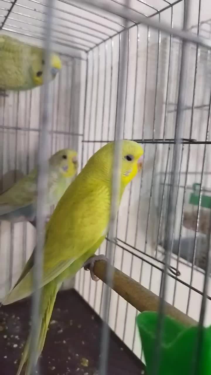 مرغ عشق رنگ خاص|پرنده|سنقر, |دیوار