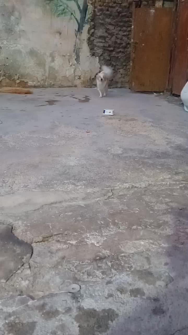 سگ خانگی|سگ|دوگنبدان, |دیوار