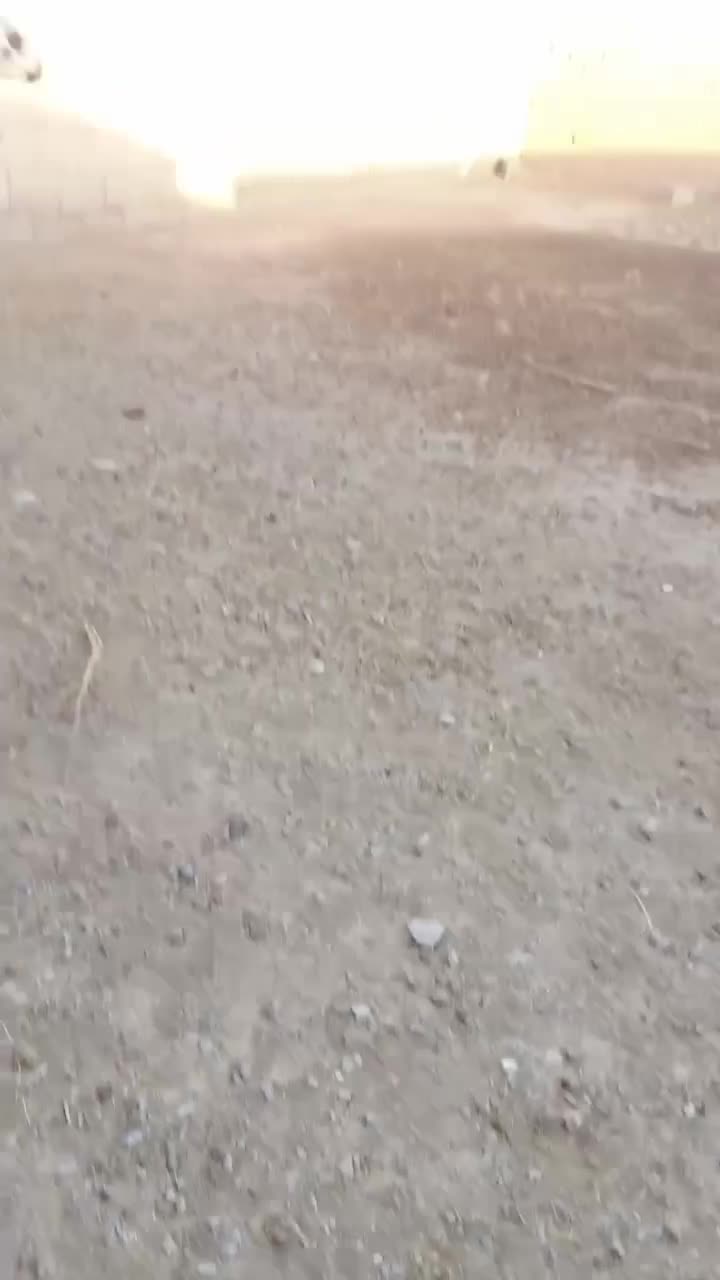 بره قوچی پلنگ|حیوانات مزرعه|قاسم‌آباد (خواف), |دیوار