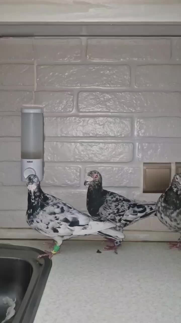 دوکت پلاکی گراف کاکلی/سارسرور/نواری کت سفید/چپ|پرنده|مشهد, نیروی هوایی|دیوار