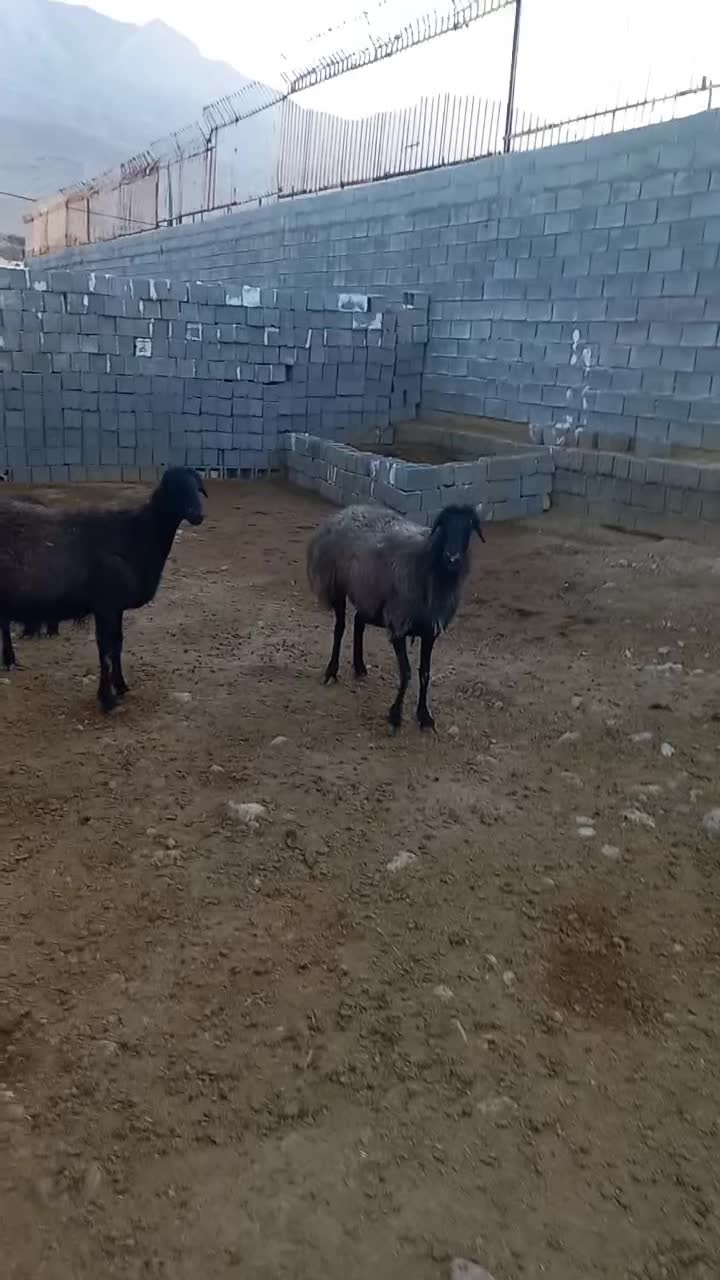 گوسفند|حیوانات مزرعه|جهرم, |دیوار