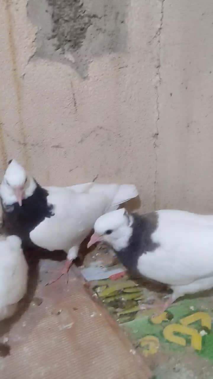 قفس و کفتر جفتی|پرنده|صدرا-فارس, فاز ۱|دیوار