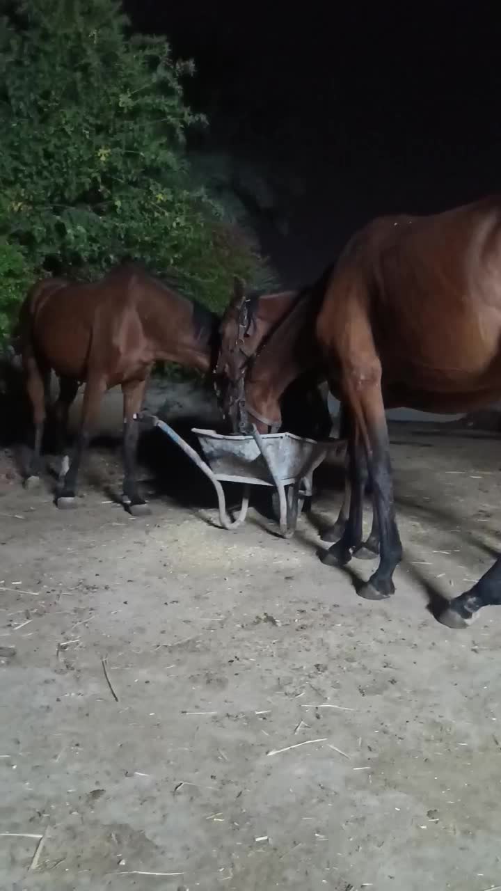 اسب|اسب و تجهیزات اسبسواری|شوشتر, |دیوار