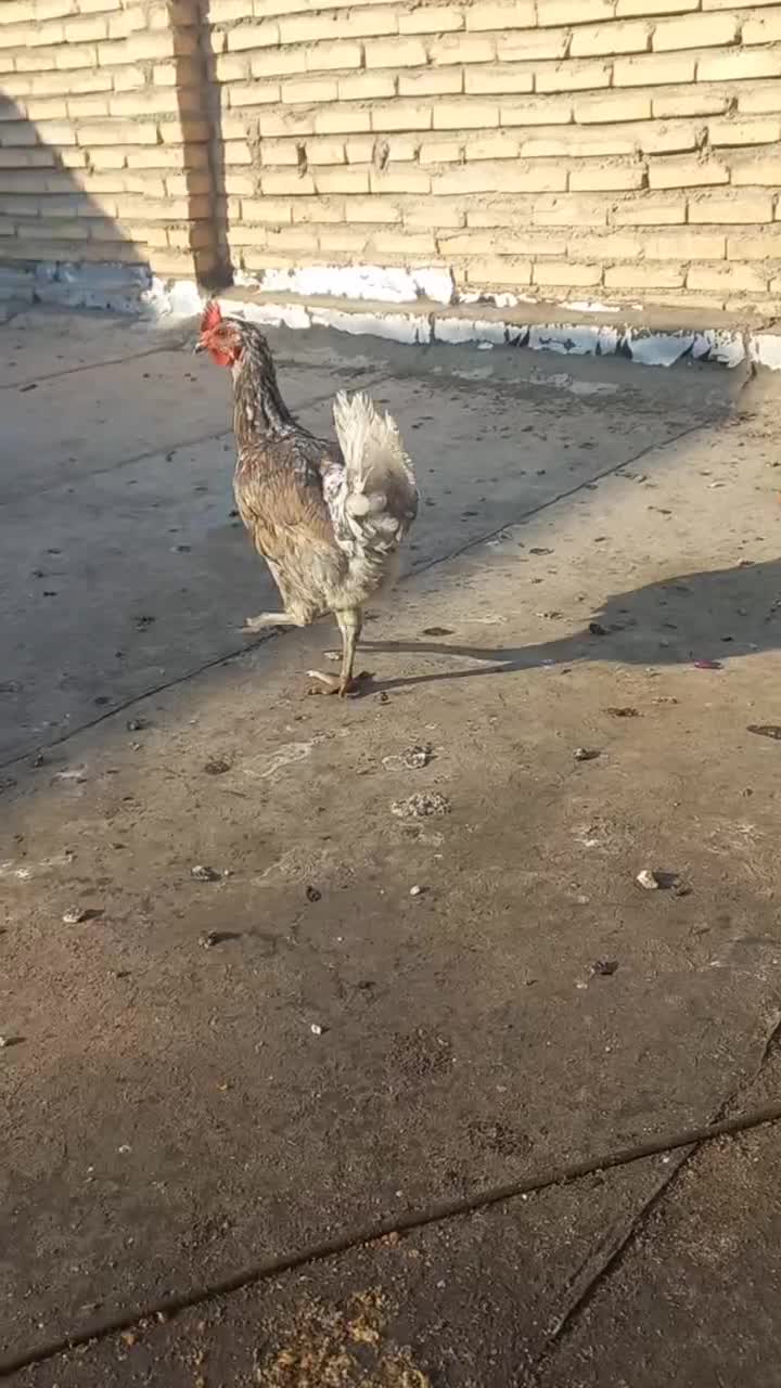 مرغ لاری|حیوانات مزرعه|کارون, |دیوار