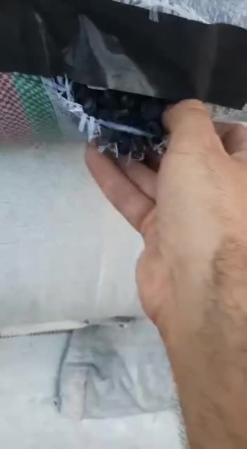 کربن پسته|خدمات باغبانی و درختکاری|بیرجند, |دیوار