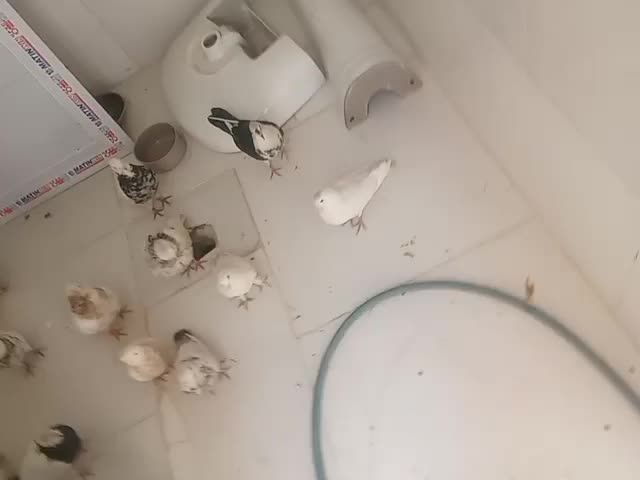 09924506385|سیمکارت|دوگنبدان, |دیوار