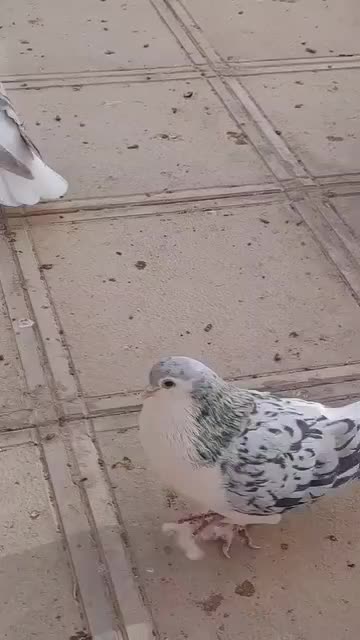 فروش تعدادی شیخی، سیاه، قزوینی ، چادری|پرنده|سراب, |دیوار