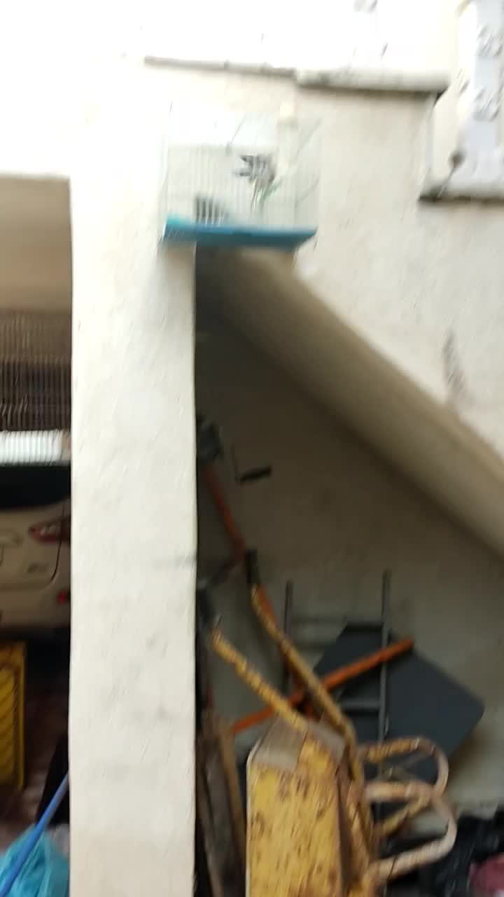 انواع سهره مرغ امریکایی|پرنده|رشت, پاره بیجار|دیوار