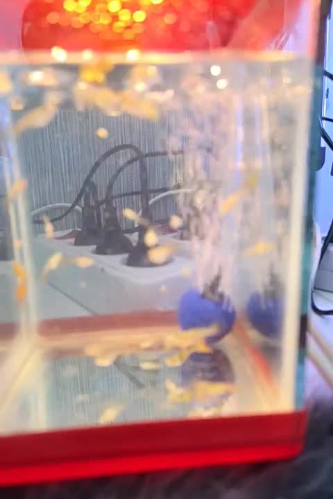 اکواریم کوچیک|ماهی|رامهرمز, |دیوار