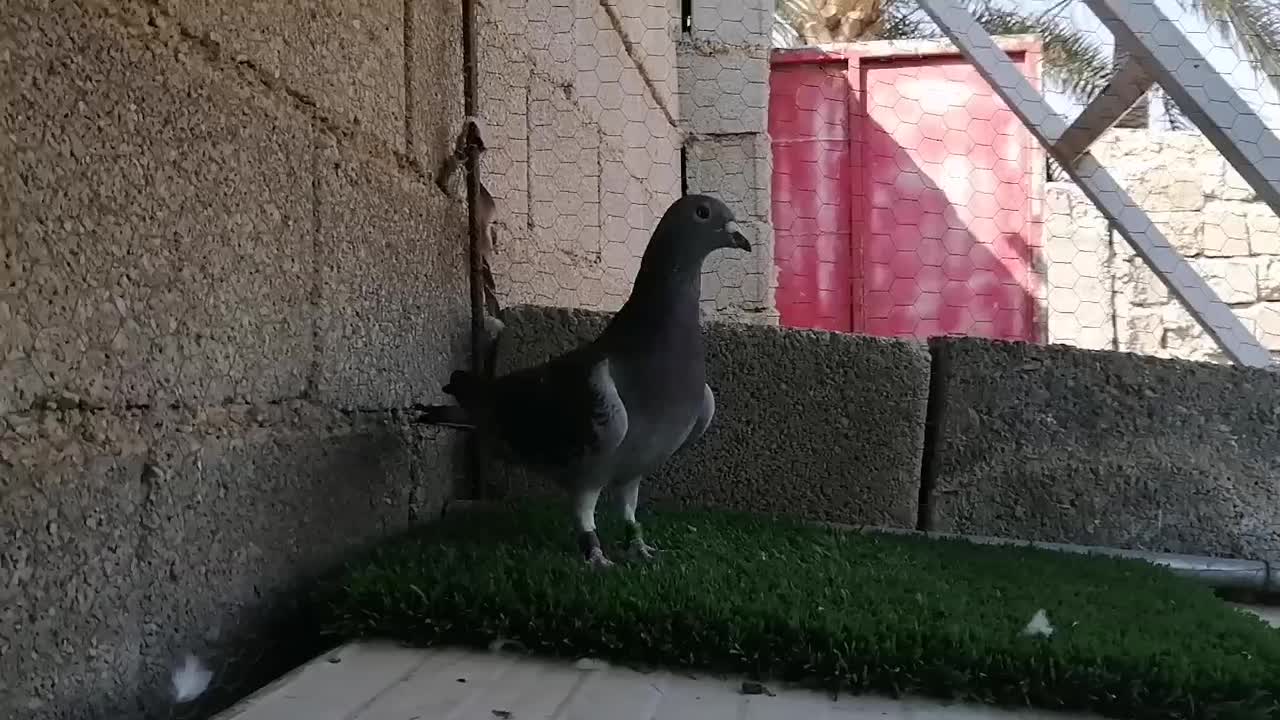 چاپی مسافت بلند|پرنده|برازجان, |دیوار