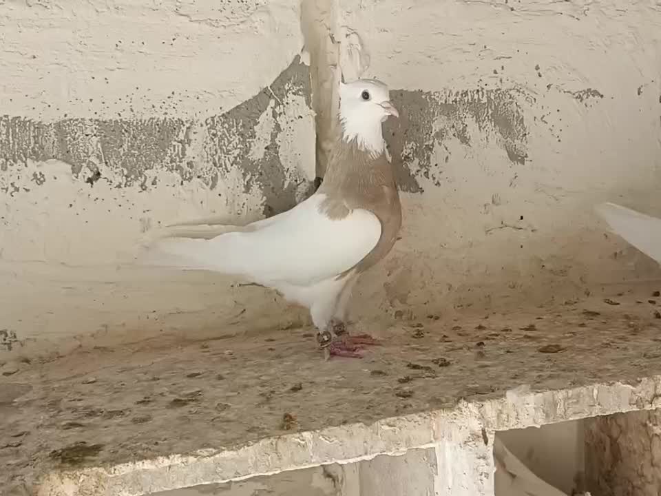 کبوتر|پرنده|کرخه, |دیوار