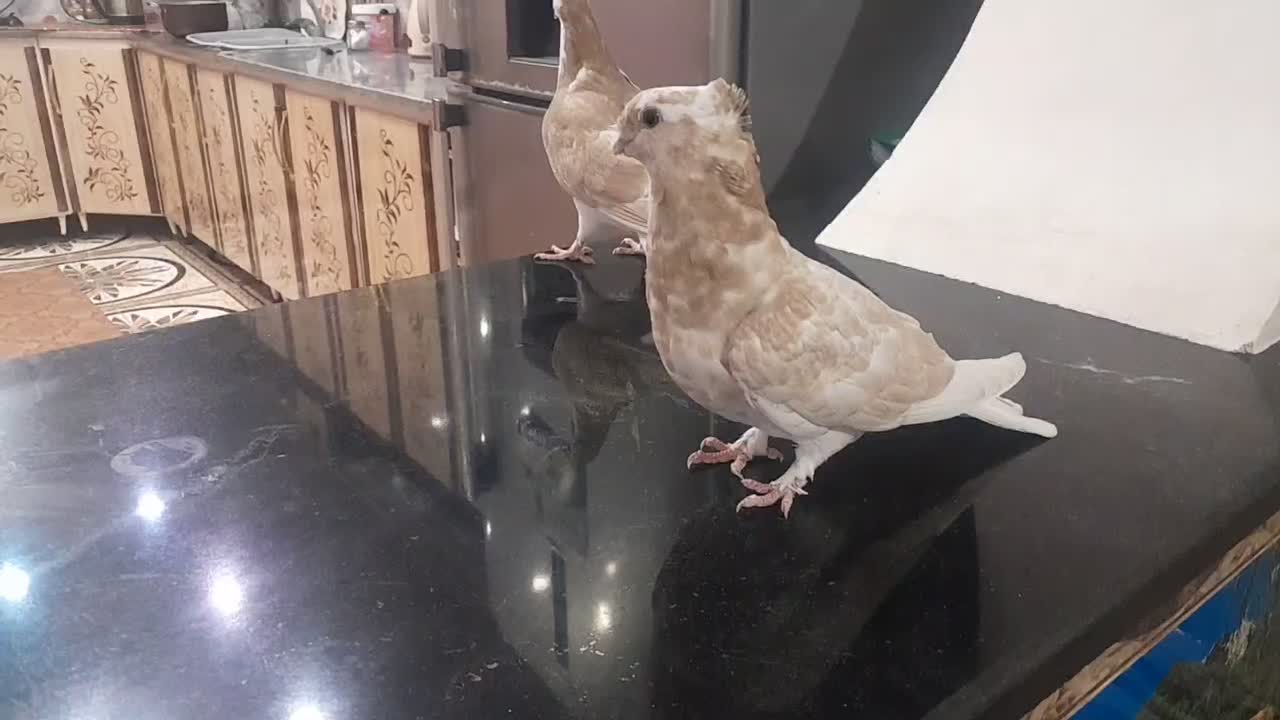 ساده زرد و موشی بور ....زیبا و درجه یک|پرنده|ایرانشهر, |دیوار