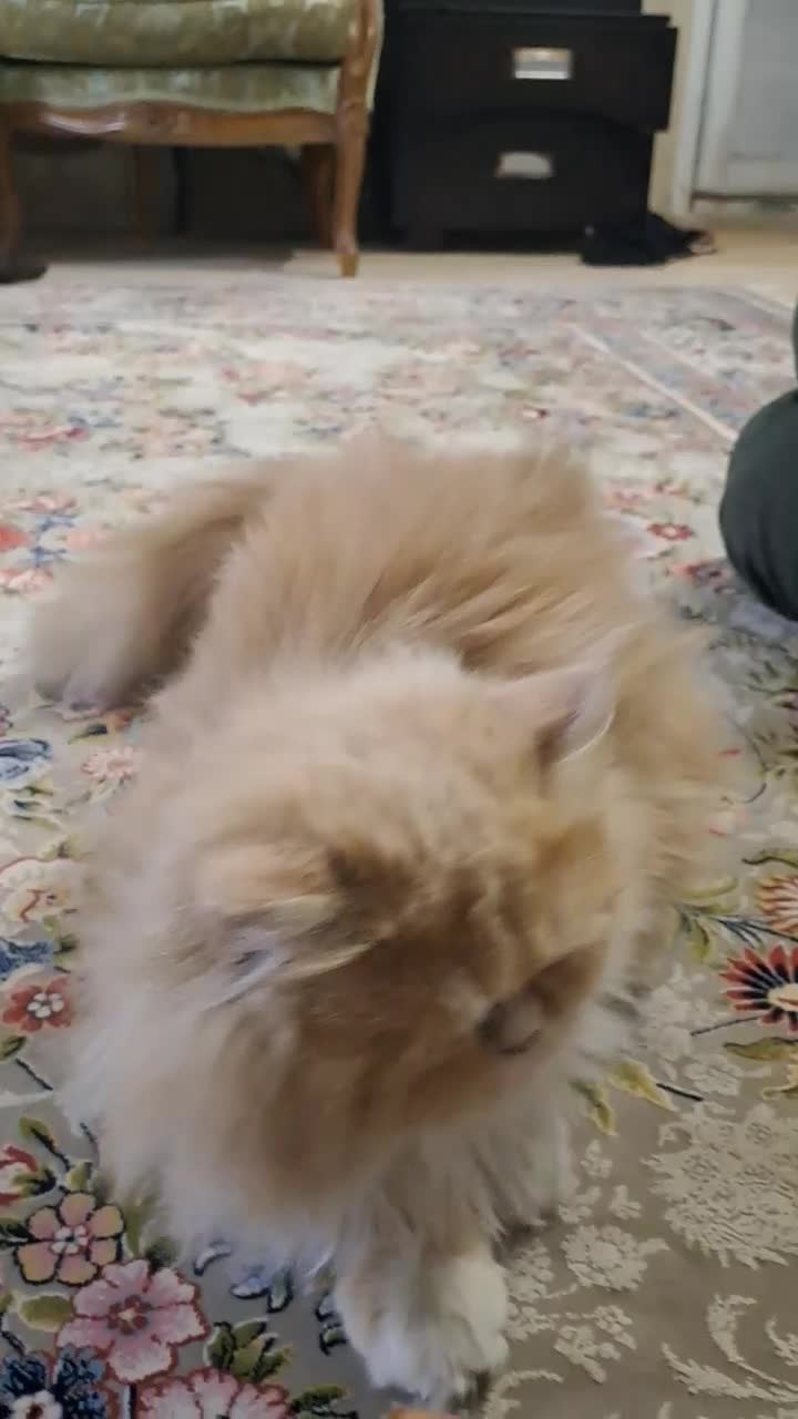 گربه پرشین اصل|گربه|ورامین, ورامین|دیوار