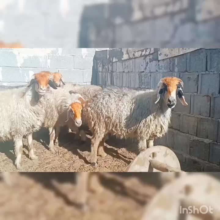 میش ترکی ابستن (صفاشهر)|حیوانات مزرعه|خرم بید, |دیوار