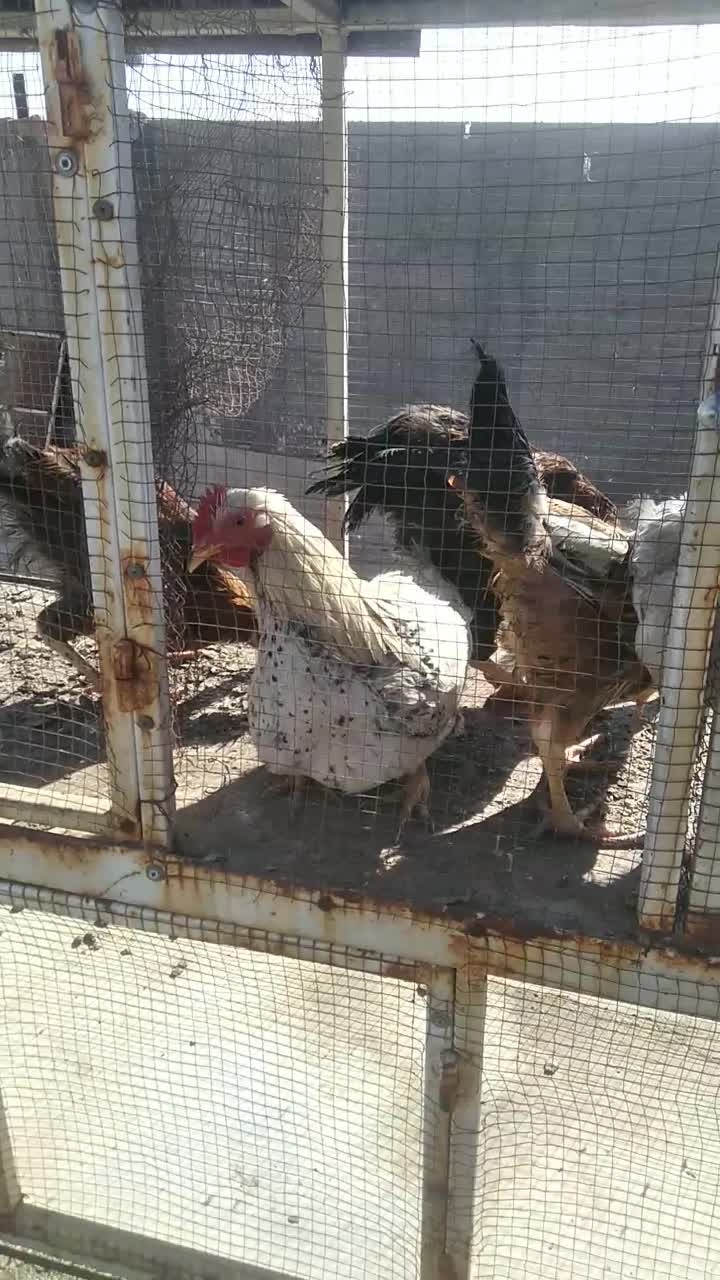 جوجه مرغ خروس|حیوانات مزرعه|رضویه, |دیوار