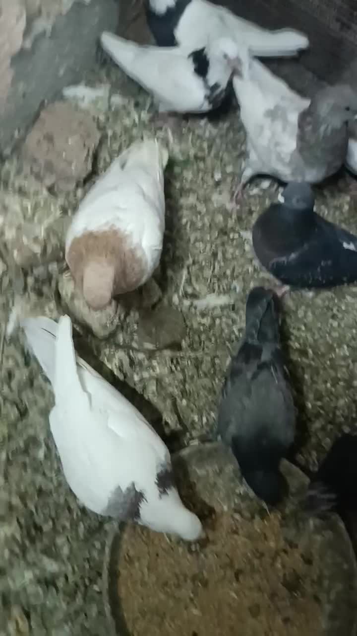 کبوتر سالم پرشی|پرنده|عجب شیر, |دیوار