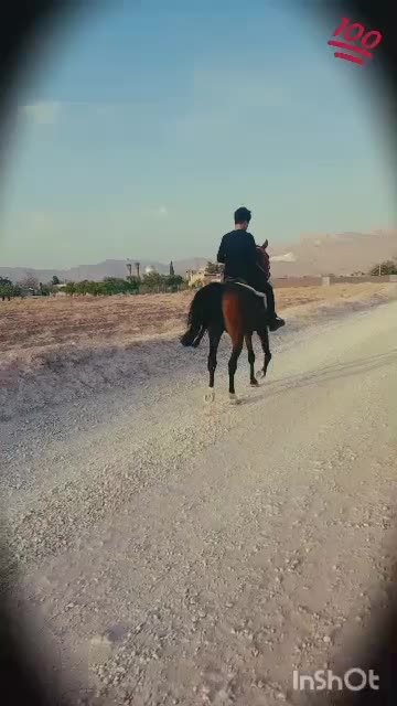 اسب نریان دره‌شوری|اسب و تجهیزات اسب‌سواری|شیراز, نصرآباد|دیوار