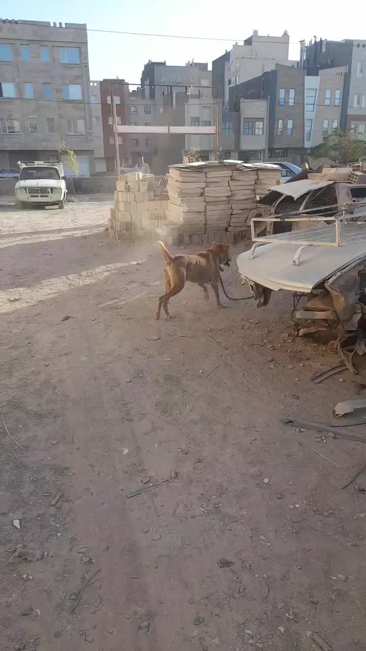 سگ نگهبان|سگ|بیرجند, |دیوار