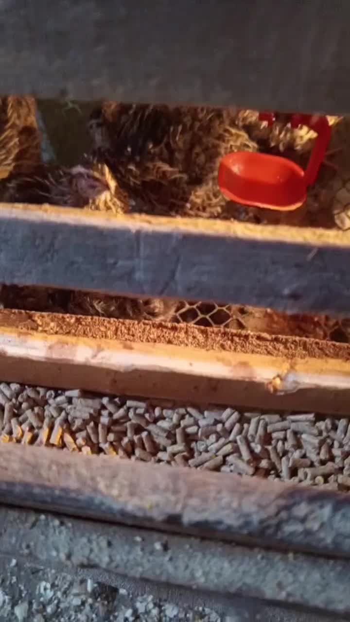 مرغ وخروس لهستانی ولاری|حیوانات مزرعه|اسالم, |دیوار