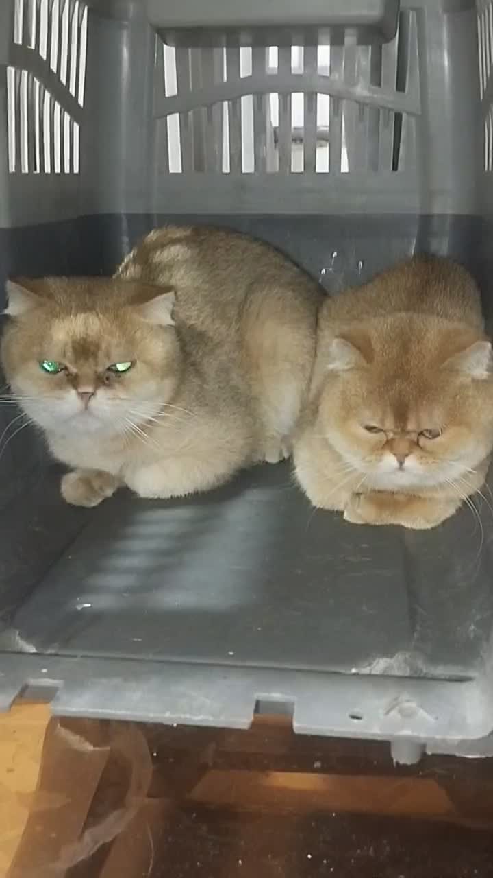 دوعدد گربه مولد بیریتیش گلد نر و ماده ny12|گربه|رباط‌کریم, رباط‌کریم|دیوار