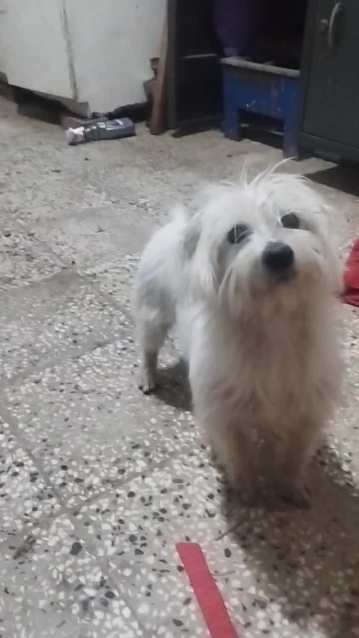 سگ شیتزو تریر|سگ|خان ببین, |دیوار